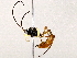  ( - BIOUG76550-H05)  @11 [ ] CreativeCommons - Attribution (2022) CBG Photography Group Centre for Biodiversity Genomics