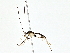  (Triraphis Malaise7316 - BIOUG80749-H01)  @11 [ ] CreativeCommons - Attribution (2022) CBG Photography Group Centre for Biodiversity Genomics