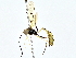  ( - BIOUG80750-B07)  @11 [ ] CreativeCommons - Attribution (2022) CBG Photography Group Centre for Biodiversity Genomics