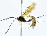  ( - BIOUG80750-G06)  @11 [ ] CreativeCommons - Attribution (2022) CBG Photography Group Centre for Biodiversity Genomics
