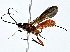  (Alabagrus Malaise5495 - BIOUG80750-G11)  @13 [ ] CreativeCommons - Attribution (2022) CBG Photography Group Centre for Biodiversity Genomics