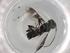  (Ascogaster Malaise0566 - BIOUG82124-H04)  @11 [ ] CreativeCommons - Attribution (2022) Centre for Biodiversity Genomics Centre for Biodiversity Genomics