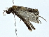  ( - BIOUG73631-D09)  @11 [ ] CreativeCommons - Attribution (2022) CBG Photography Group Centre for Biodiversity Genomics