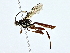  (Coelichneumon Malaise5084 - BIOUG73631-G04)  @11 [ ] CreativeCommons - Attribution (2022) CBG Photography Group Centre for Biodiversity Genomics