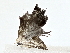  ( - BIOUG80710-H06)  @11 [ ] CreativeCommons - Attribution (2022) CBG Photography Group Centre for Biodiversity Genomics