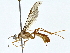 ( - BIOUG80711-A11)  @11 [ ] CreativeCommons - Attribution (2022) CBG Photography Group Centre for Biodiversity Genomics