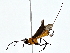  ( - BIOUG80711-C04)  @11 [ ] CreativeCommons - Attribution (2022) CBG Photography Group Centre for Biodiversity Genomics