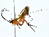  ( - BIOUG80711-C05)  @11 [ ] CreativeCommons - Attribution (2022) CBG Photography Group Centre for Biodiversity Genomics