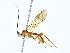  (Triraphis Malaise6292 - BIOUG80712-C05)  @11 [ ] CreativeCommons - Attribution (2022) CBG Photography Group Centre for Biodiversity Genomics
