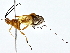  (Capitonius Malaise3340 - BIOUG80752-E07)  @11 [ ] CreativeCommons - Attribution (2022) CBG Photography Group Centre for Biodiversity Genomics