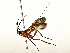  ( - BIOUG80753-G01)  @11 [ ] CreativeCommons - Attribution (2022) CBG Photography Group Centre for Biodiversity Genomics
