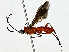  ( - BIOUG80753-G02)  @11 [ ] CreativeCommons - Attribution (2022) CBG Photography Group Centre for Biodiversity Genomics