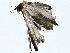  ( - BIOUG80754-A10)  @11 [ ] CreativeCommons - Attribution (2022) CBG Photography Group Centre for Biodiversity Genomics