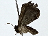 ( - BIOUG80754-A12)  @11 [ ] CreativeCommons - Attribution (2022) CBG Photography Group Centre for Biodiversity Genomics
