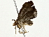  ( - BIOUG80754-E01)  @11 [ ] CreativeCommons - Attribution (2022) CBG Photography Group Centre for Biodiversity Genomics