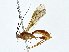  ( - BIOUG80756-D11)  @11 [ ] CreativeCommons - Attribution (2022) CBG Photography Group Centre for Biodiversity Genomics