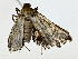  ( - BIOUG80756-G02)  @11 [ ] CreativeCommons - Attribution (2022) CBG Photography Group Centre for Biodiversity Genomics