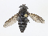  ( - CBG-A08766-C07)  @11 [ ] CreativeCommons - Attribution Share - Alike (2023) CBG Photography Group Centre for Biodiversity Genomics
