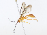  ( - CBG-A08767-E12)  @11 [ ] CreativeCommons - Attribution Share-Alike (2023) CBG Photography Group Centre for Biodiversity Genomics