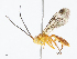  (ichMalasie01 Malaise1533 - CBG-A08768-C09)  @11 [ ] CreativeCommons - Attribution Share - Alike (2023) CBG Photography Group Centre for Biodiversity Genomics