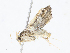  (musoBioLep01 BioLep7735 - CBG-A08768-D08)  @11 [ ] CreativeCommons - Attribution Share - Alike (2023) CBG Photography Group Centre for Biodiversity Genomics