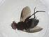  (Chaetostigmoptera Malaise6522 - CBG-A10455-D12)  @11 [ ] CreativeCommons - Attribution Share - Alike (2023) Centre for Biodiversity Genomics Centre for Biodiversity Genomics