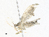  ( - CBG-A38420-G01)  @11 [ ] CreativeCommons - Attribution Share - Alike (2024) CBG Photography Group Centre for Biodiversity Genomics