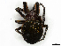  ( - CBG-A38514-H05)  @11 [ ] CreativeCommons - Attribution Share-Alike (2024) CBG Photography Group Centre for Biodiversity Genomics