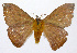  ( - 19-BAES-00129)  @11 [ ] CreativeCommons - Attribution Non-Commercial Share-Alike (2022) Bernardo Espinoza Guanacaste Dry Forest Conservation Fund