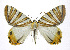  ( - 19-BAES-00221)  @11 [ ] CreativeCommons - Attribution Non-Commercial Share-Alike (2022) Bernardo Espinoza Guanacaste Dry Forest Conservation Fund