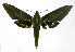  ( - 19-BAES-00251)  @11 [ ] CreativeCommons - Attribution Non-Commercial Share-Alike (2022) Bernardo Espinoza Guanacaste Dry Forest Conservation Fund