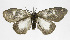  ( - 19-BAES-00431)  @11 [ ] CreativeCommons - Attribution Non-Commercial Share-Alike (2022) Bernardo Espinoza Guanacaste Dry Forest Conservation Fund