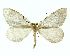  (Ballantiophora Malaise4497 - 20-BIOALFA-001072)  @11 [ ] CreativeCommons - Attribution Non-Commercial Share-Alike (2023) Eugenie Phillips Guanacaste Dry Forest Conservation Fund