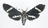  ( - 21-BAES-01817)  @11 [ ] CreativeCommons - Attribution Non-Commercial Share-Alike (2023) Bernardo Espinoza Guanacaste Dry Forest Conservation Fund