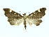  (Deuterophysa Malaise9825 - 22-BIOALFA-001746)  @11 [ ] CreativeCommons - Attribution Non-Commercial Share-Alike (2023) Eugenie Phillips Guanacaste Dry Forest Conservation Fund