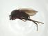  (Phthitia squamosa - CBG-A27464-H07)  @11 [ ] CreativeCommons - Attribution Share - Alike (2024) Centre for Biodiversity Genomics Centre for Biodiversity Genomics
