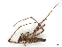 ( - CBG-A27536-G05)  @11 [ ] CreativeCommons - Attribution Share-Alike (2024) CBG Photography Group Centre for Biodiversity Genomics