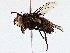  (Linnaemya Wood01DHJ02 - BIOUG76519-G09)  @11 [ ] CreativeCommons - Attribution (2022) CBG Photography Group Centre for Biodiversity Genomics