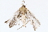  ( - BIOUG76520-B11)  @11 [ ] CreativeCommons - Attribution (2022) CBG Photography Group Centre for Biodiversity Genomics