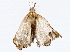  ( - BIOUG76520-B12)  @11 [ ] CreativeCommons - Attribution (2022) CBG Photography Group Centre for Biodiversity Genomics