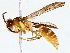  ( - BIOUG76520-D01)  @11 [ ] CreativeCommons - Attribution (2022) CBG Photography Group Centre for Biodiversity Genomics