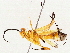  (Capitonius nigriceps - BIOUG76521-F05)  @11 [ ] CreativeCommons - Attribution (2022) CBG Photography Group Centre for Biodiversity Genomics