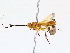  (Cenocoelius Malaise2259 - BIOUG76522-A11)  @11 [ ] CreativeCommons - Attribution (2022) CBG Photography Group Centre for Biodiversity Genomics
