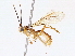  ( - BIOUG76522-A12)  @11 [ ] CreativeCommons - Attribution (2022) CBG Photography Group Centre for Biodiversity Genomics