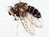  (tachMalaise4496 - BIOUG76522-F06)  @11 [ ] CreativeCommons - Attribution (2022) CBG Photography Group Centre for Biodiversity Genomics