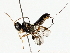  (Capitonius Malaise0091 - BIOUG76523-A04)  @11 [ ] CreativeCommons - Attribution (2022) CBG Photography Group Centre for Biodiversity Genomics