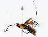  ( - BIOUG76523-C04)  @11 [ ] CreativeCommons - Attribution (2022) CBG Photography Group Centre for Biodiversity Genomics
