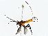  ( - BIOUG76523-C05)  @11 [ ] CreativeCommons - Attribution (2022) CBG Photography Group Centre for Biodiversity Genomics