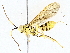  (Neotheronia malaise1915 - BIOUG76523-C09)  @11 [ ] CreativeCommons - Attribution (2022) CBG Photography Group Centre for Biodiversity Genomics