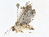  ( - BIOUG76523-E07)  @11 [ ] CreativeCommons - Attribution (2022) CBG Photography Group Centre for Biodiversity Genomics